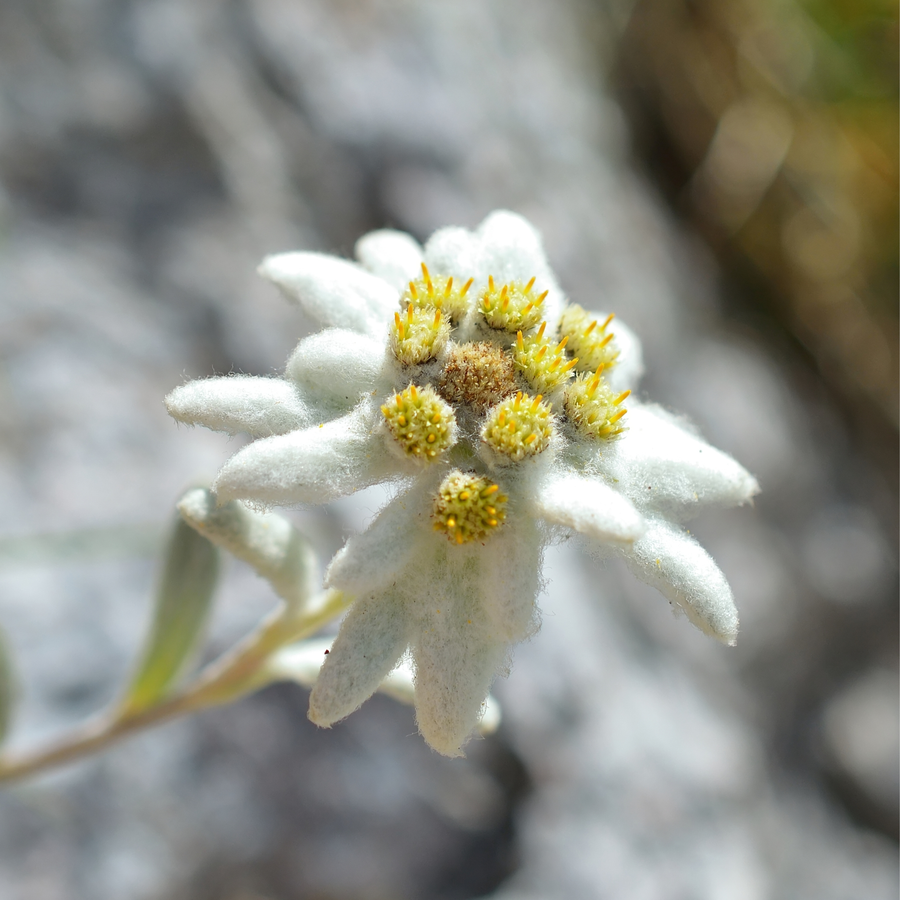 Alpaflor Edelweiss（雪絨花）