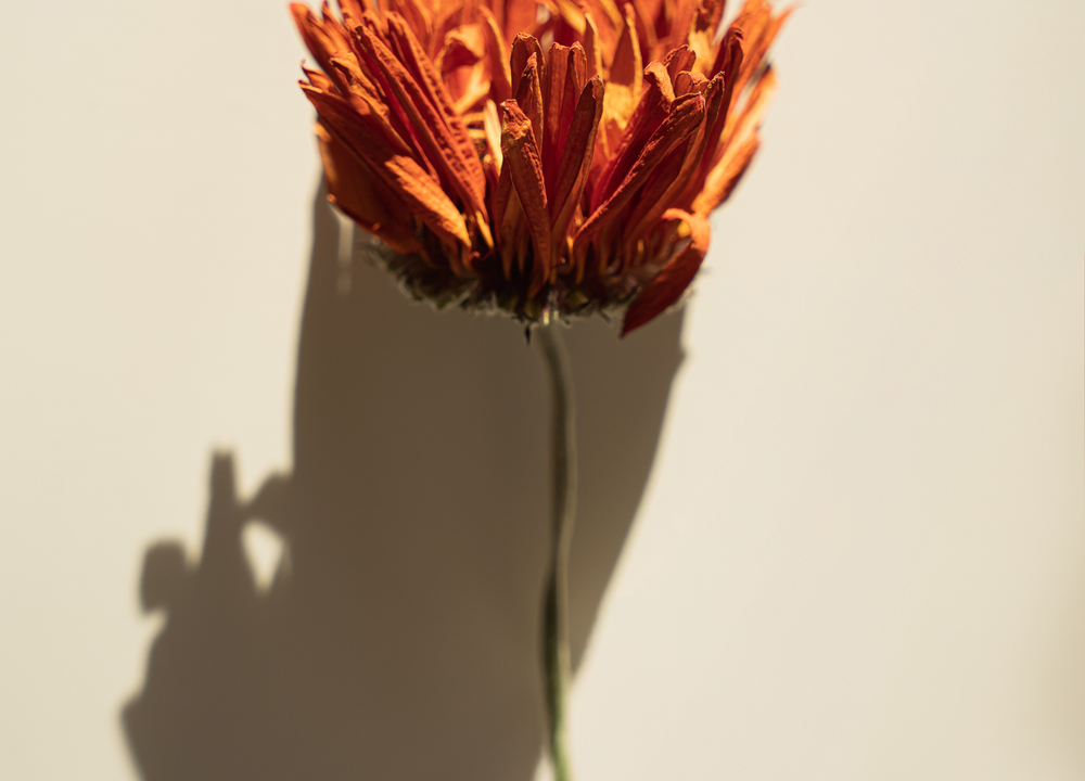 源自再生醫學的『訊號校正』