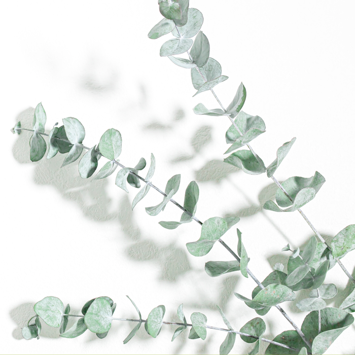 積雪草外囊泡精粹 (Centella Asiatica Leaf Vesicles)